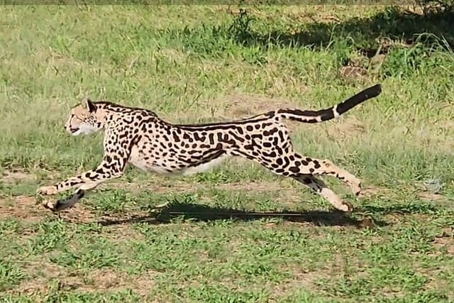 King Cheetah running